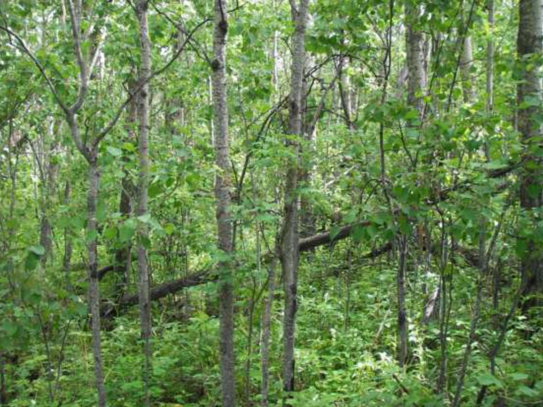 Chinook Ridge forest